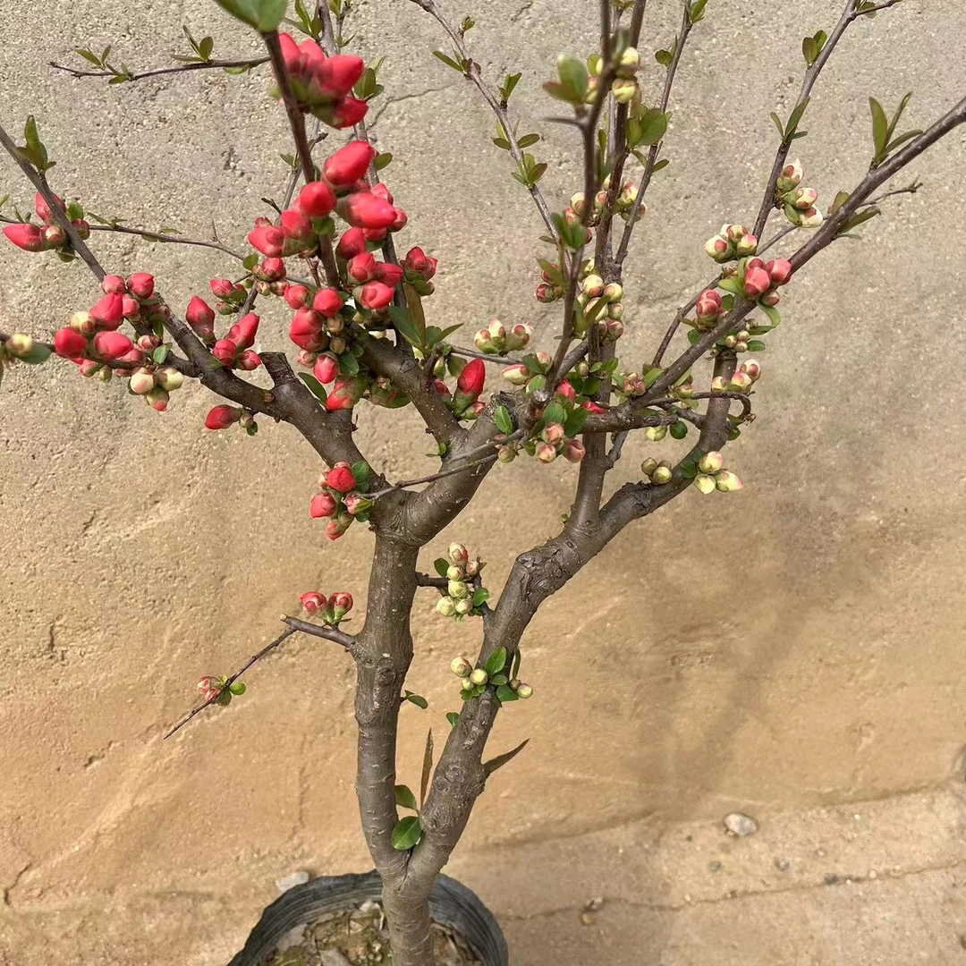 四季盆景海棠富贵开花【直播间一物一拍】专属链接