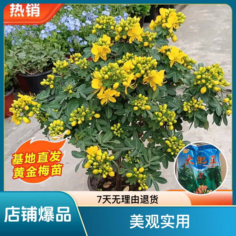黄金梅盆栽带花独杆黄槐决明常绿灌木类花卉耐寒热木本花卉棒棒糖