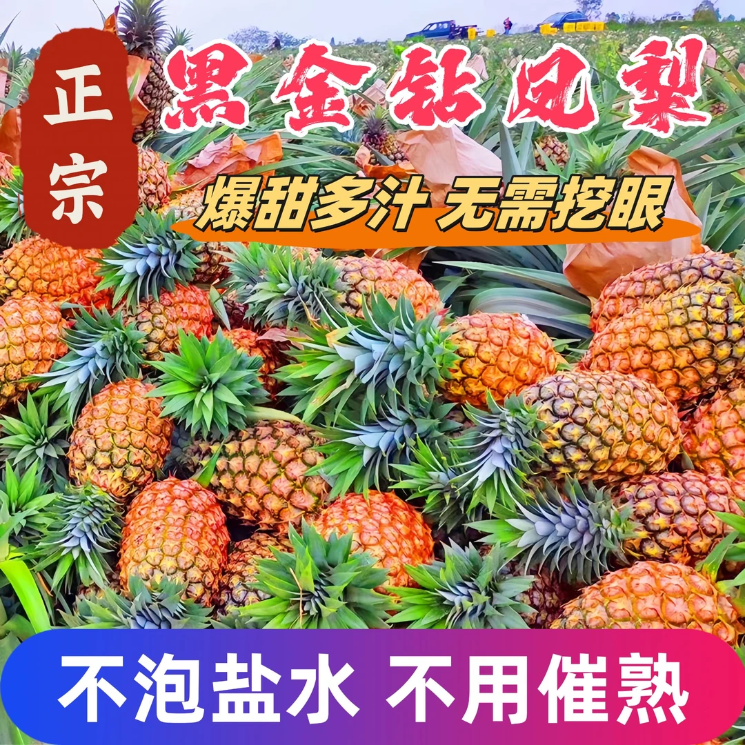 正宗黑金钻凤梨果园新鲜现摘手撕香甜爆汁当季多汁特大凤梨