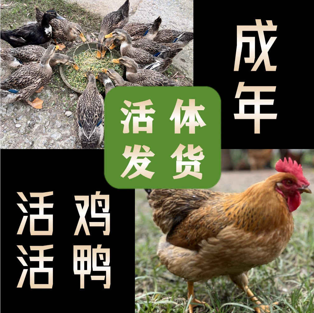 【活鸡活鸭】成年土麻鸭土鸡走地鸡老鸭番鸭农村散养谷物喂养顺丰