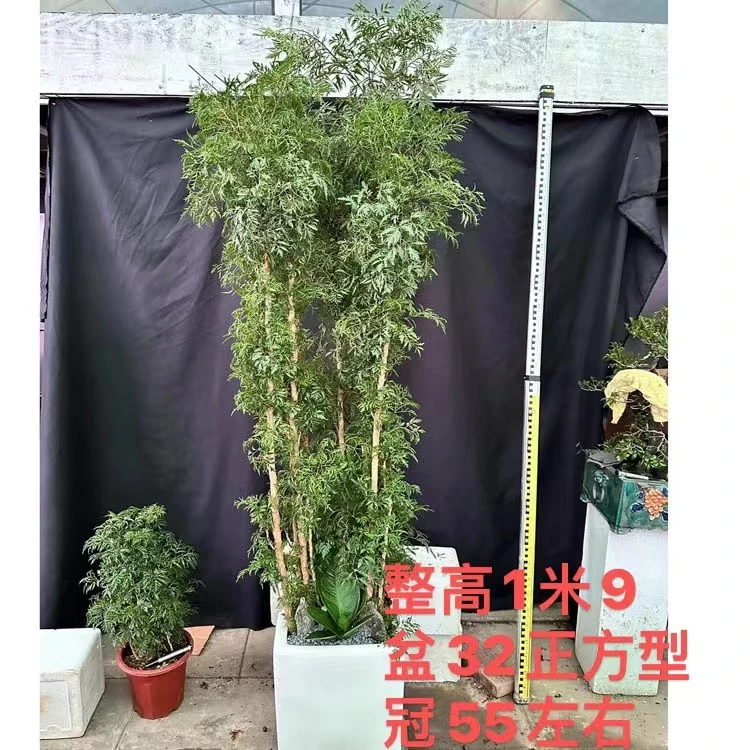 羽叶福禄桐客厅植物盆栽室内绿植发财树树桩四季常青净化空气美观