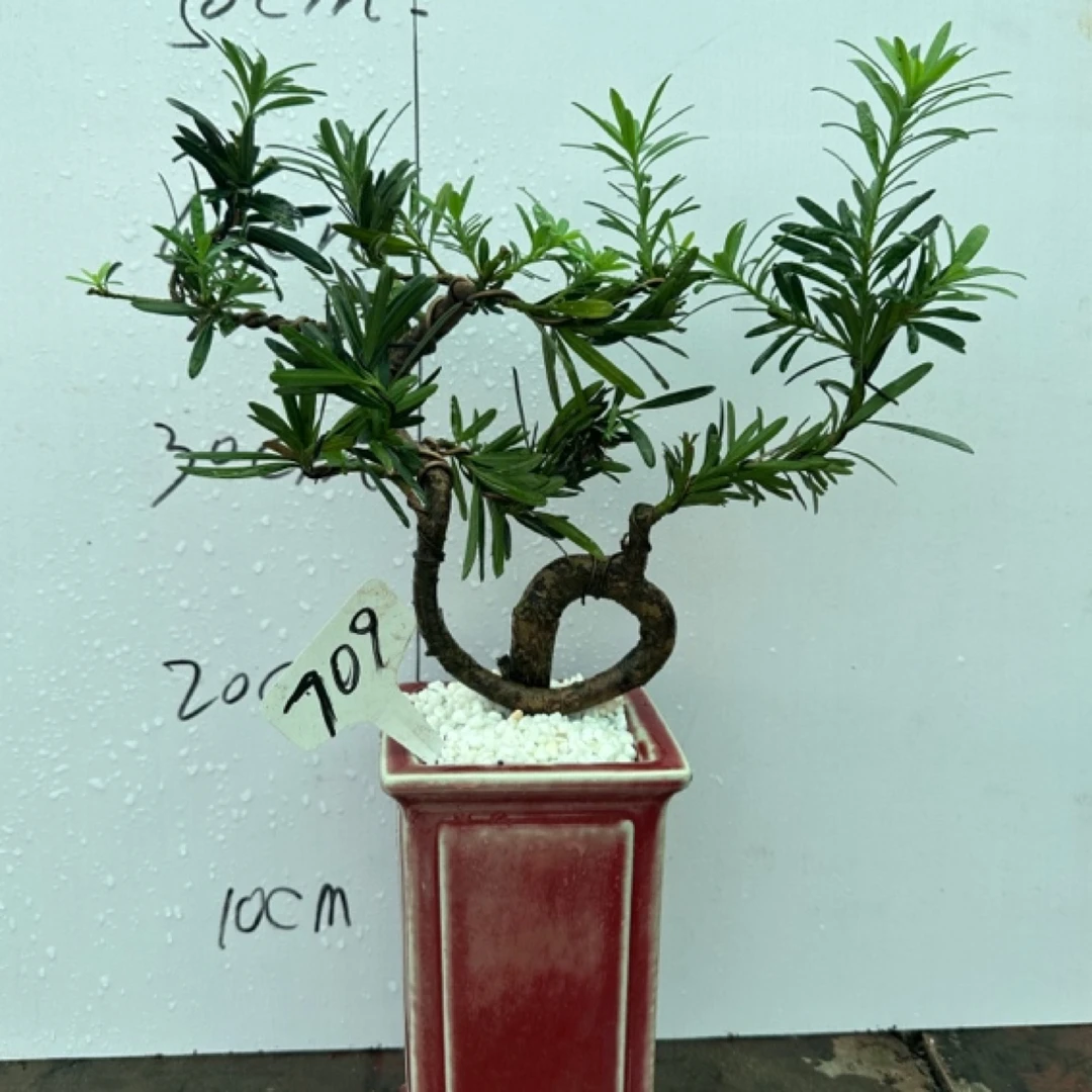 小叶雀舌罗汉松盆景小品带盆栽好