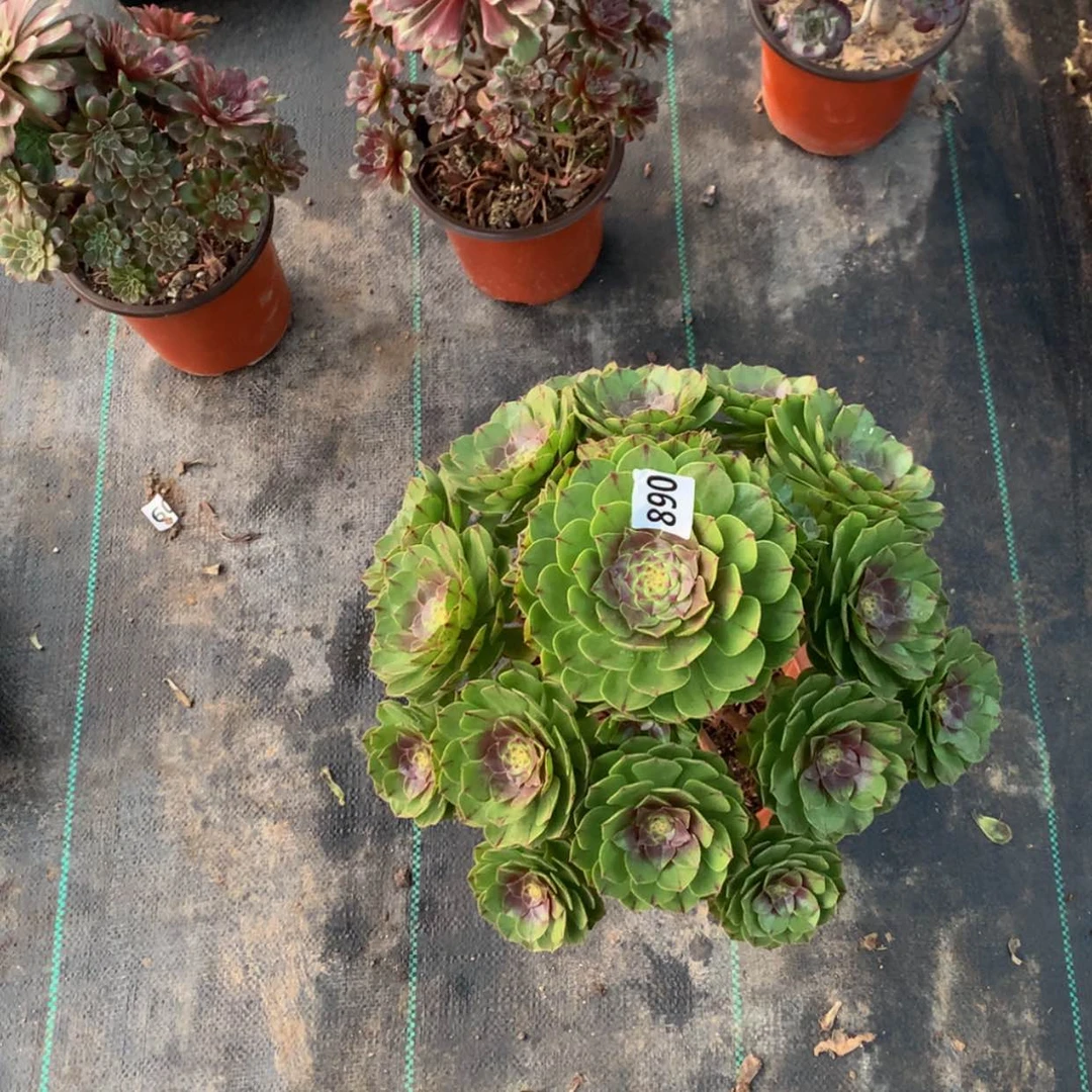 【闪购商品】浅*.多肉890