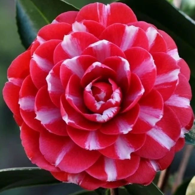 帕克雷欧茶花花新款原生苗室内外盆栽阳台庭院好养耐寒花卉绿植