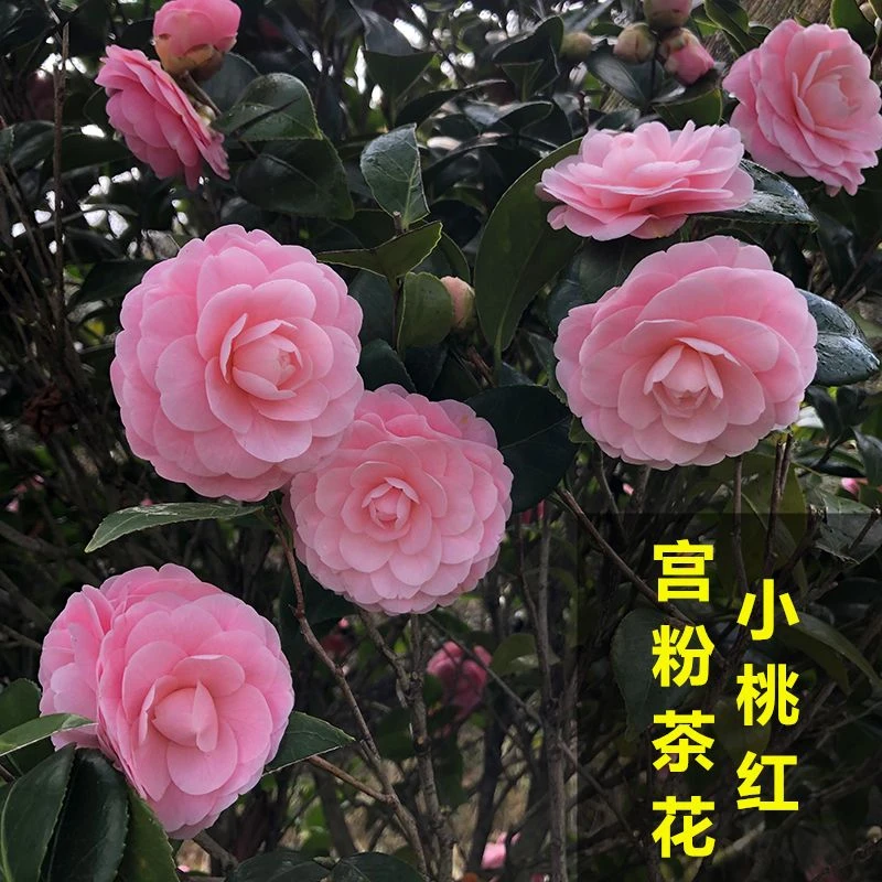 山茶花宫粉盆栽室内阳台名贵稀有粉色茶花四季常青耐寒耐热绿植