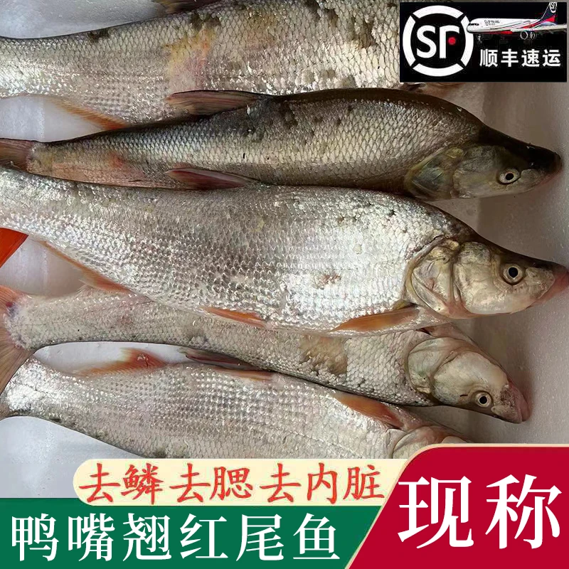 生态野生鸭嘴翘红尾鱼