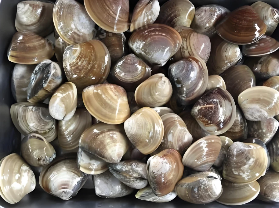 车螺(约500g) 份
