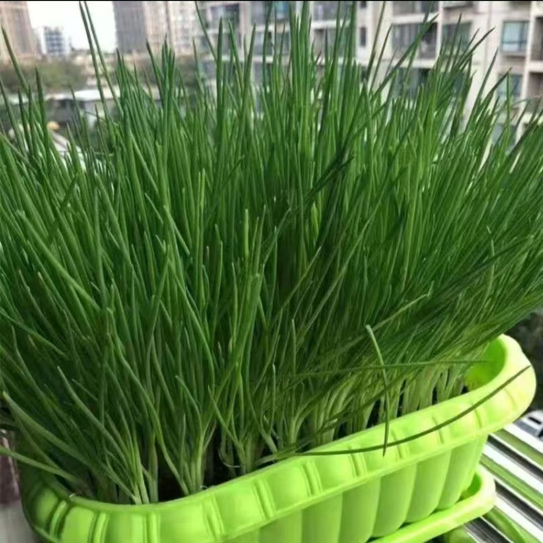 【盛辉百货】新鲜香葱 葱花50g/份