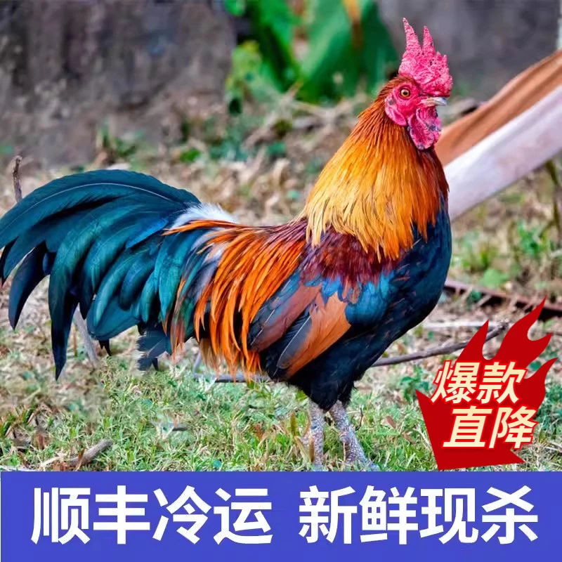 农村黄彩山散养草公鸡黑脚公鸡走地鸡净重3-4.5斤新鲜土鸡现杀