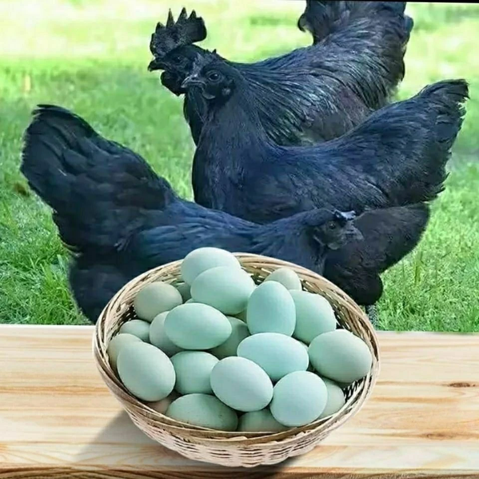 【农家散养】乌鸡绿壳蛋土鸡蛋草鸡蛋营养含硒月子蛋宝宝蛋太行山