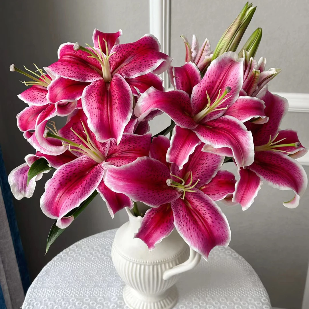 黑美人百合 源头精选 百合批发 两单包邮