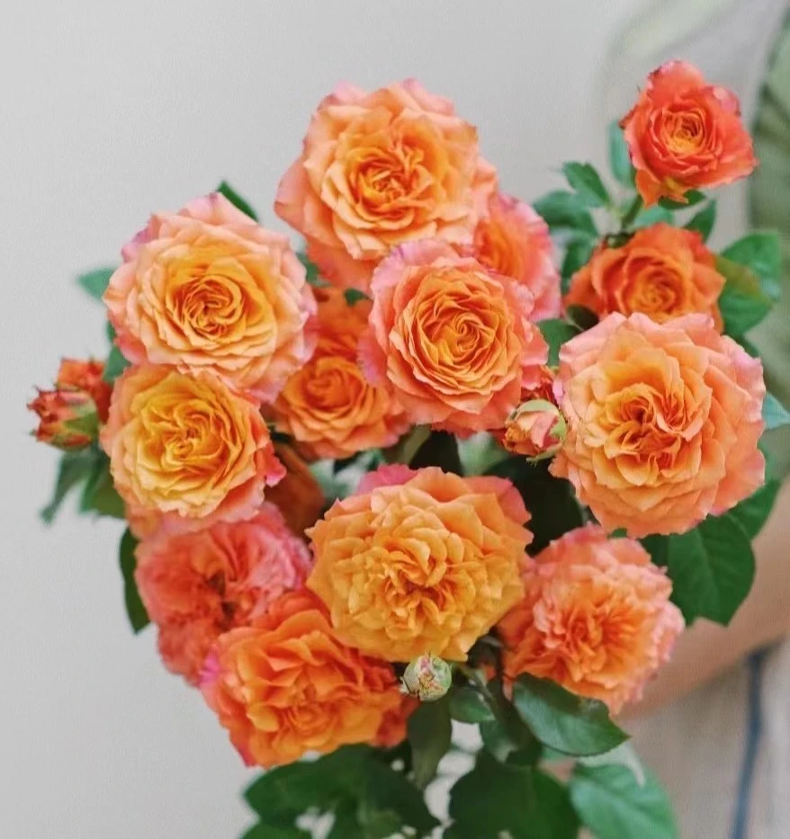 多头火灵鸟鲜花玫瑰 全场买两单起发顺丰或京东空运