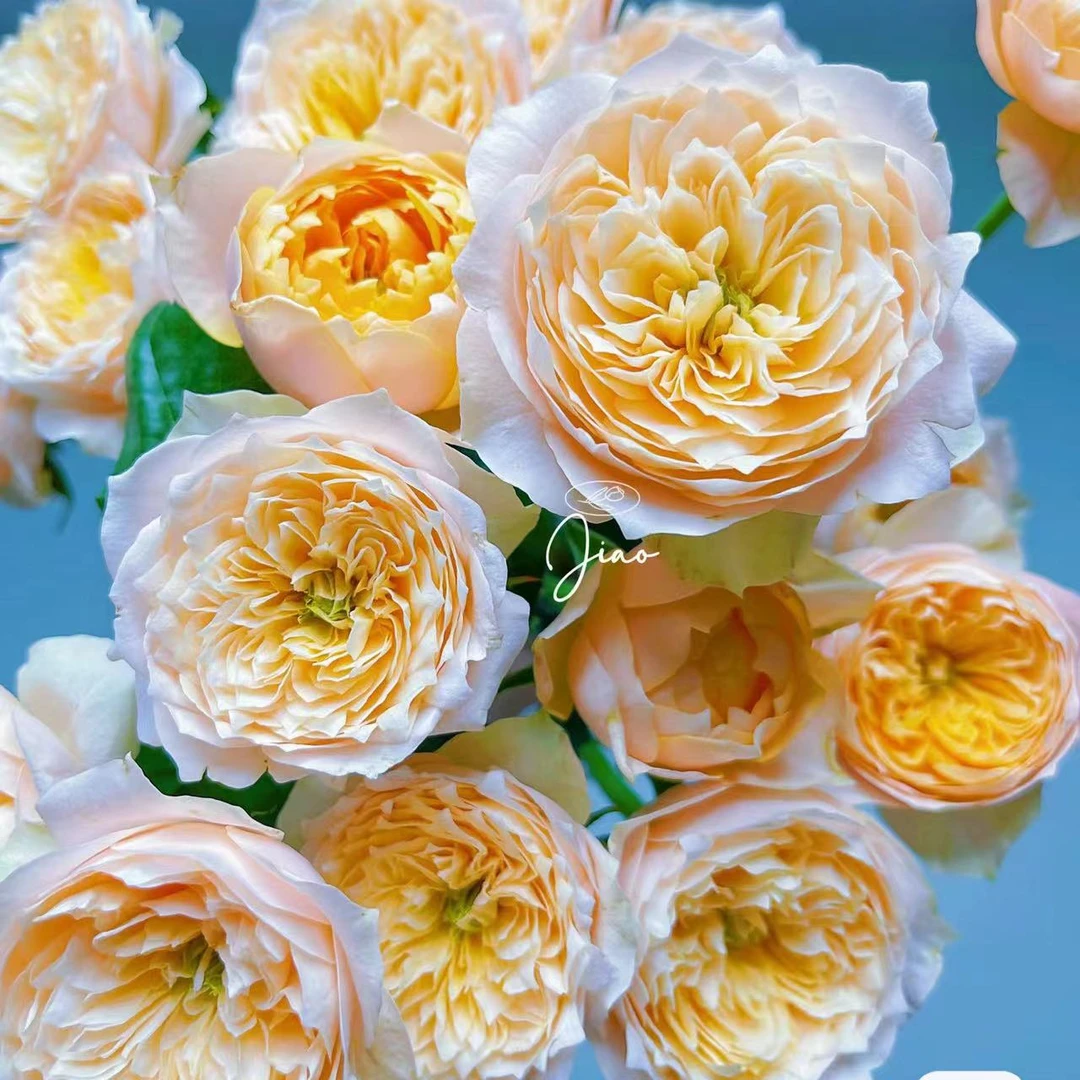 多头黄蝴蝶鲜花玫瑰 全场买两单起发顺丰或京东空运