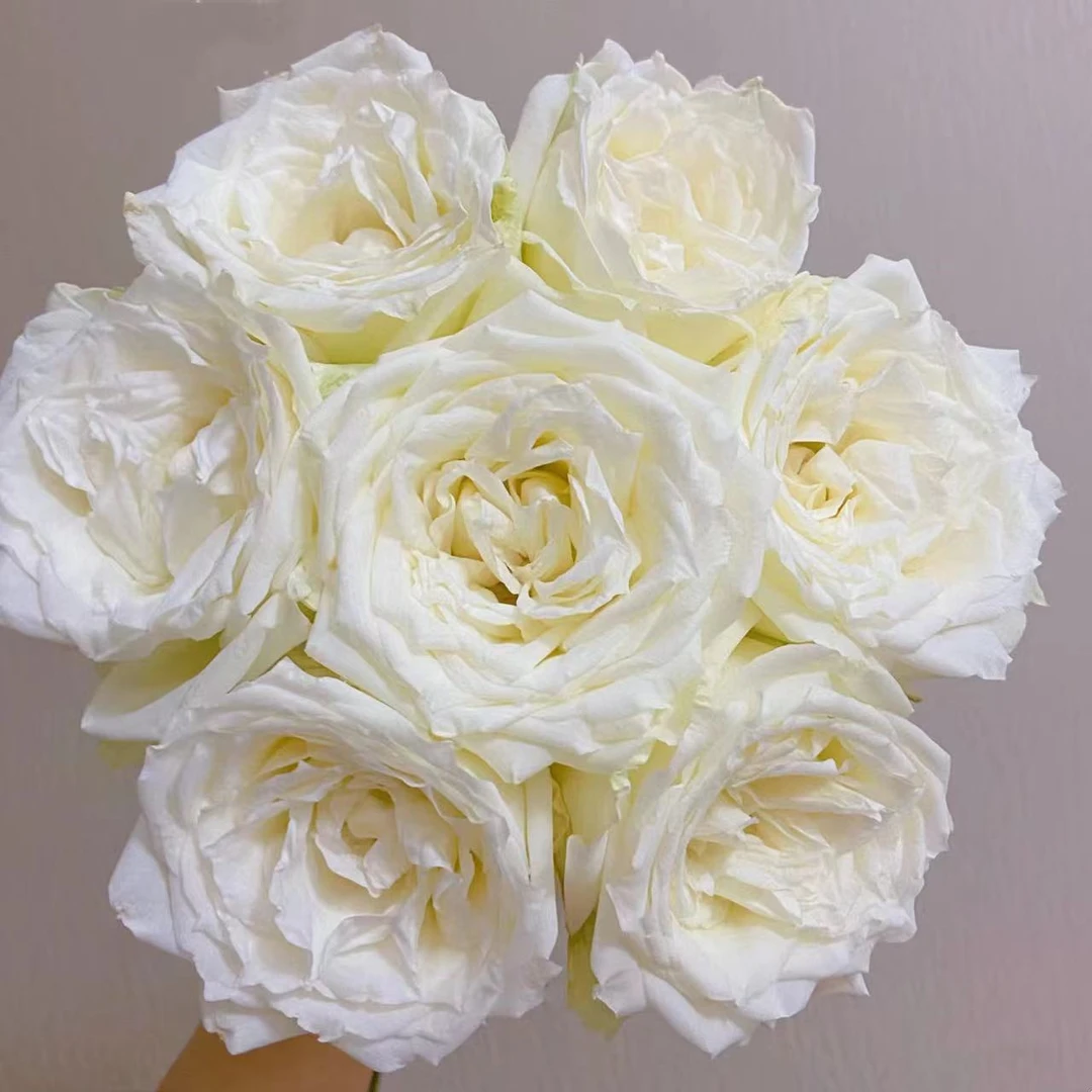 坦尼克鲜花玫瑰 全场买两单及以上包邮 云南基地直发