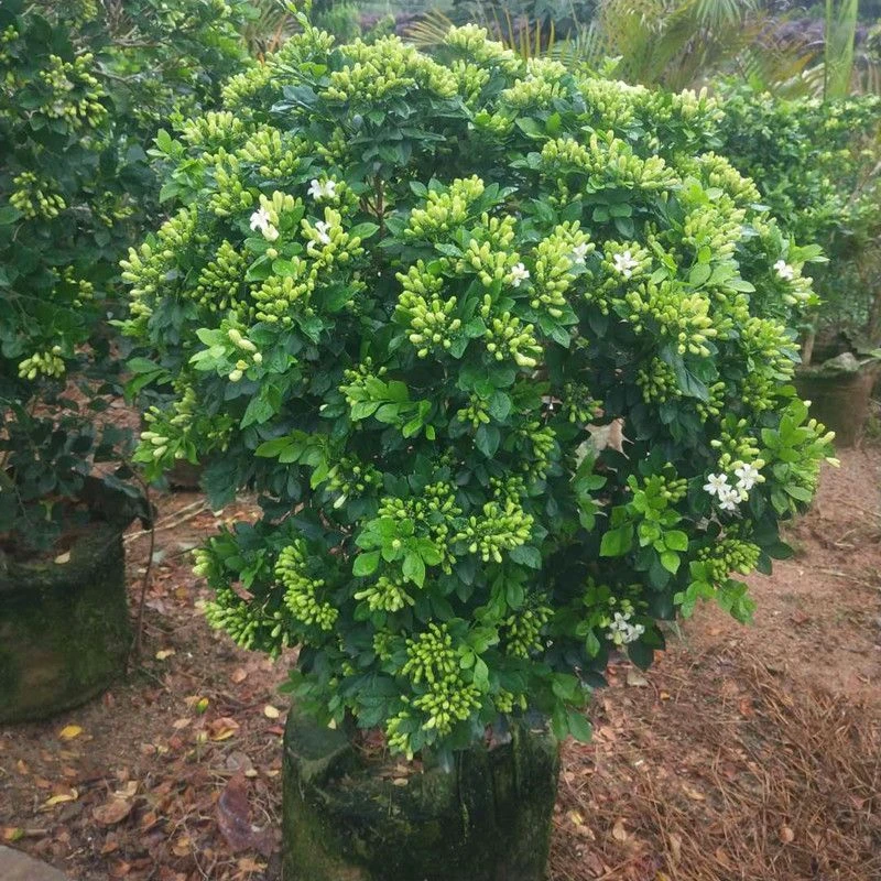 九里香大苗1棵浓香型花卉