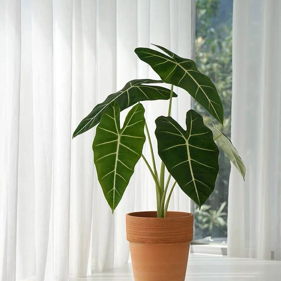 绿天鹅绒海芋稀有热带植物室内花卉绿植