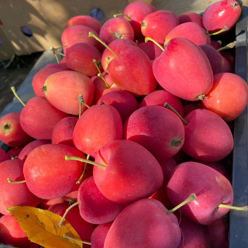 【源头优选】东北鸡心果酸甜脆新鲜水果锦绣海棠果