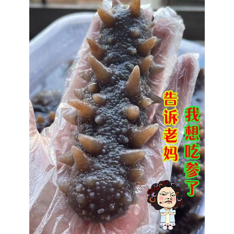 超靚即食辽参海参黑刺王参猪婆参海味干货淡干印尼刺王参60克每条
