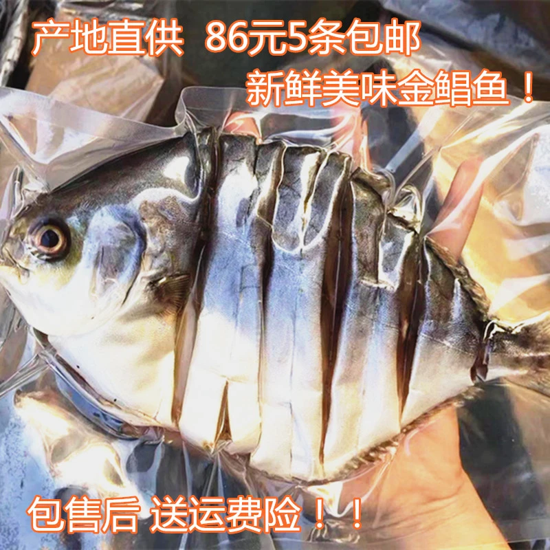阳江特产一夜埕金鲳咸鱼干淡晒金昌鱼乾特产鱼乾货黄特昌金仓鱼