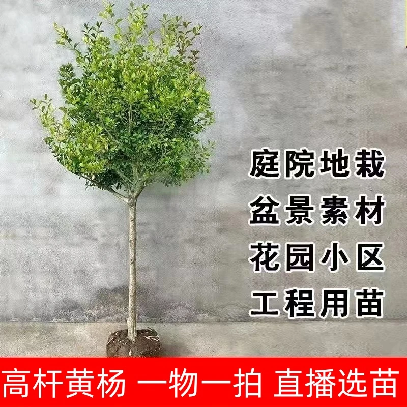 小叶瓜子黄杨树苗独杆造型盆栽四季常青室外庭院绿化耐寒工程树苗