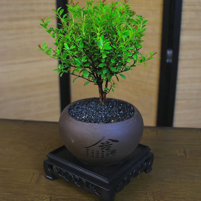 小叶赤楠老桩盆栽盆景微景观植物室内花卉办公室桌面小绿植好养