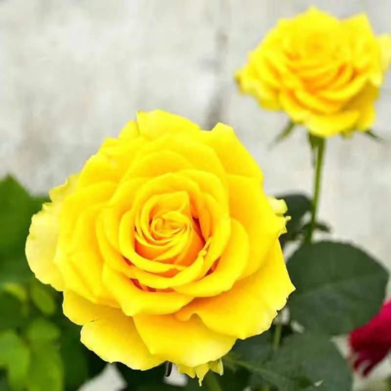 【贝壳】黄色系切花品种月季花径10CM左右带有水果香味