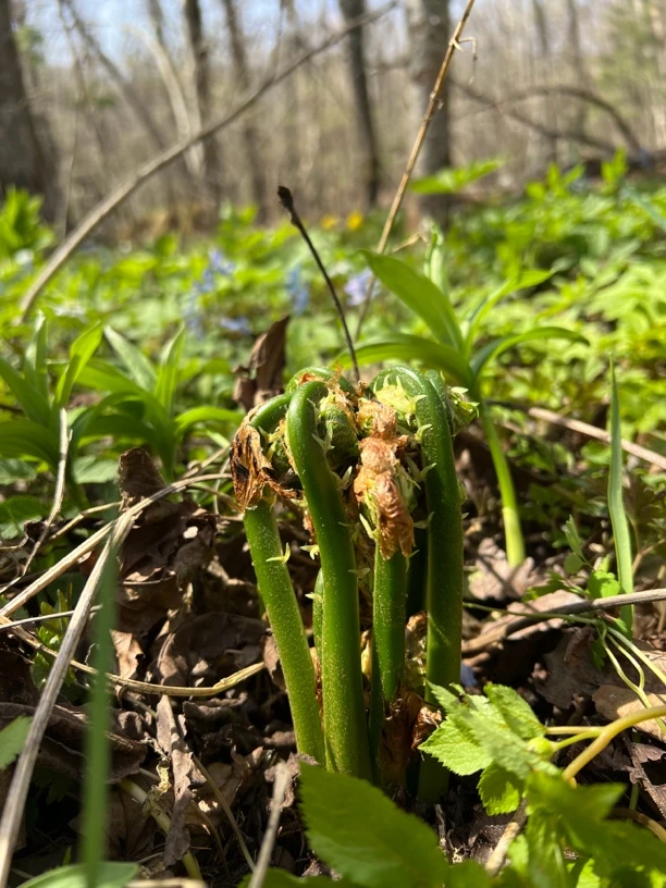 山野菜黄瓜香，又叫广东菜，1500克，大小混装，