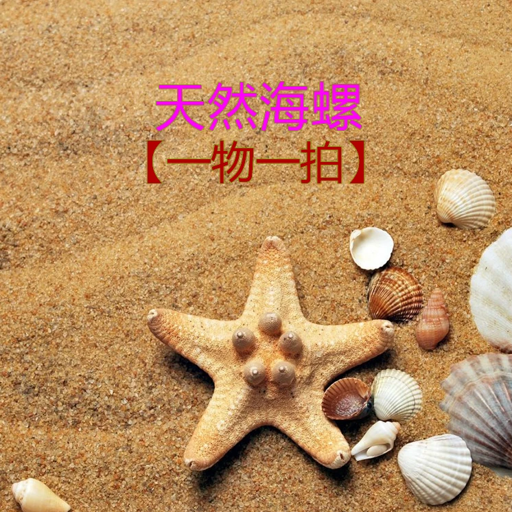 【只限直播间  一物一拍】天然海螺贝壳鱼缸装饰手工饰品