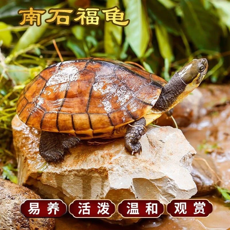 南石龟石金钱龟宠物龟