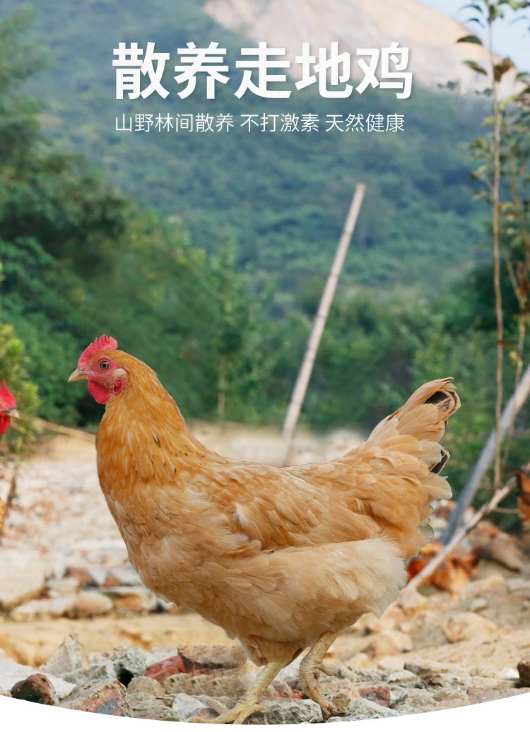 买1送3山东正宗高山散养黄油老母鸡4只毛重11斤左右4只净重8斤上