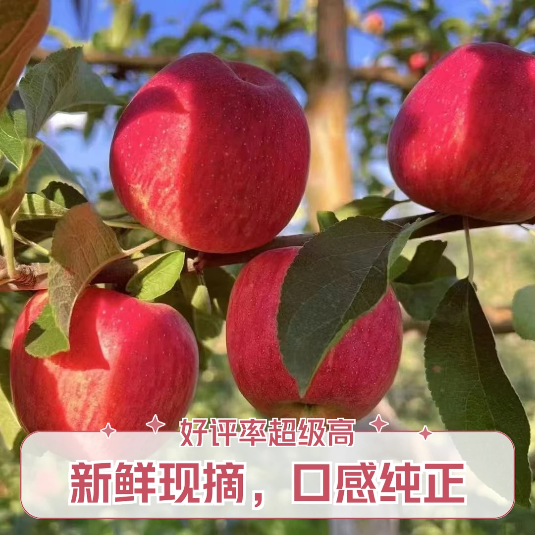 云南昭通丑苹果 冰糖心苹果玫瑰花香 果味十足苹果水果