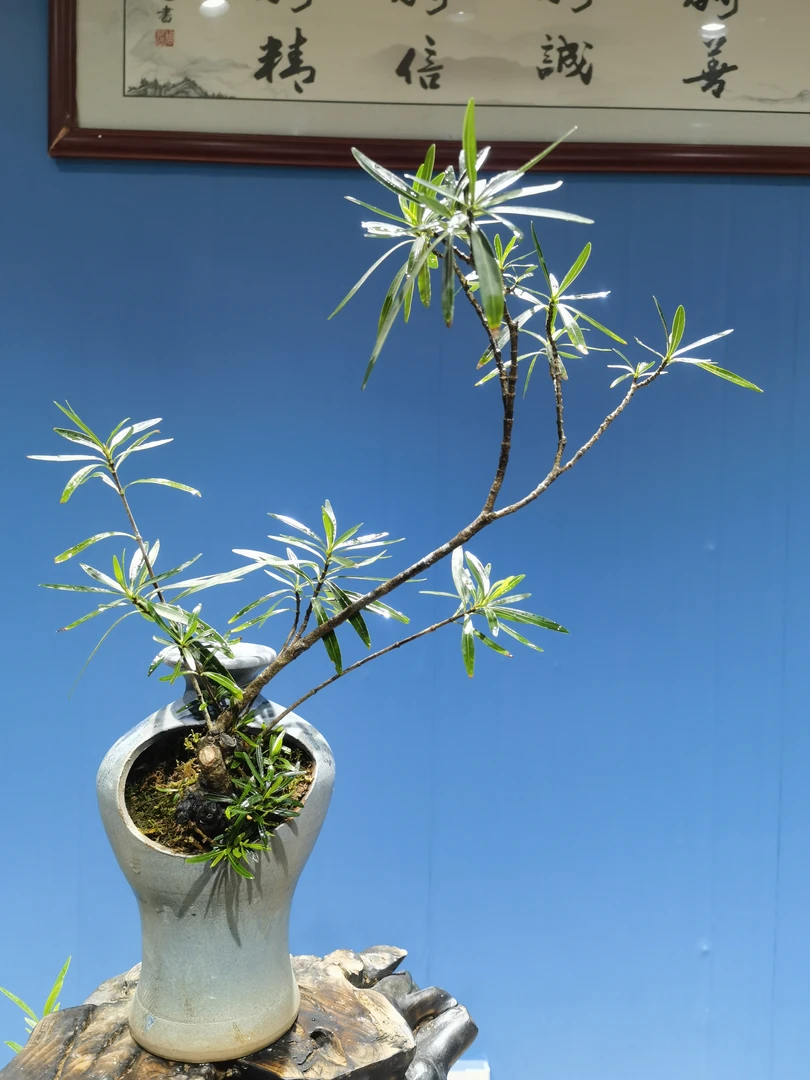 精品水横枝栀子花盆景