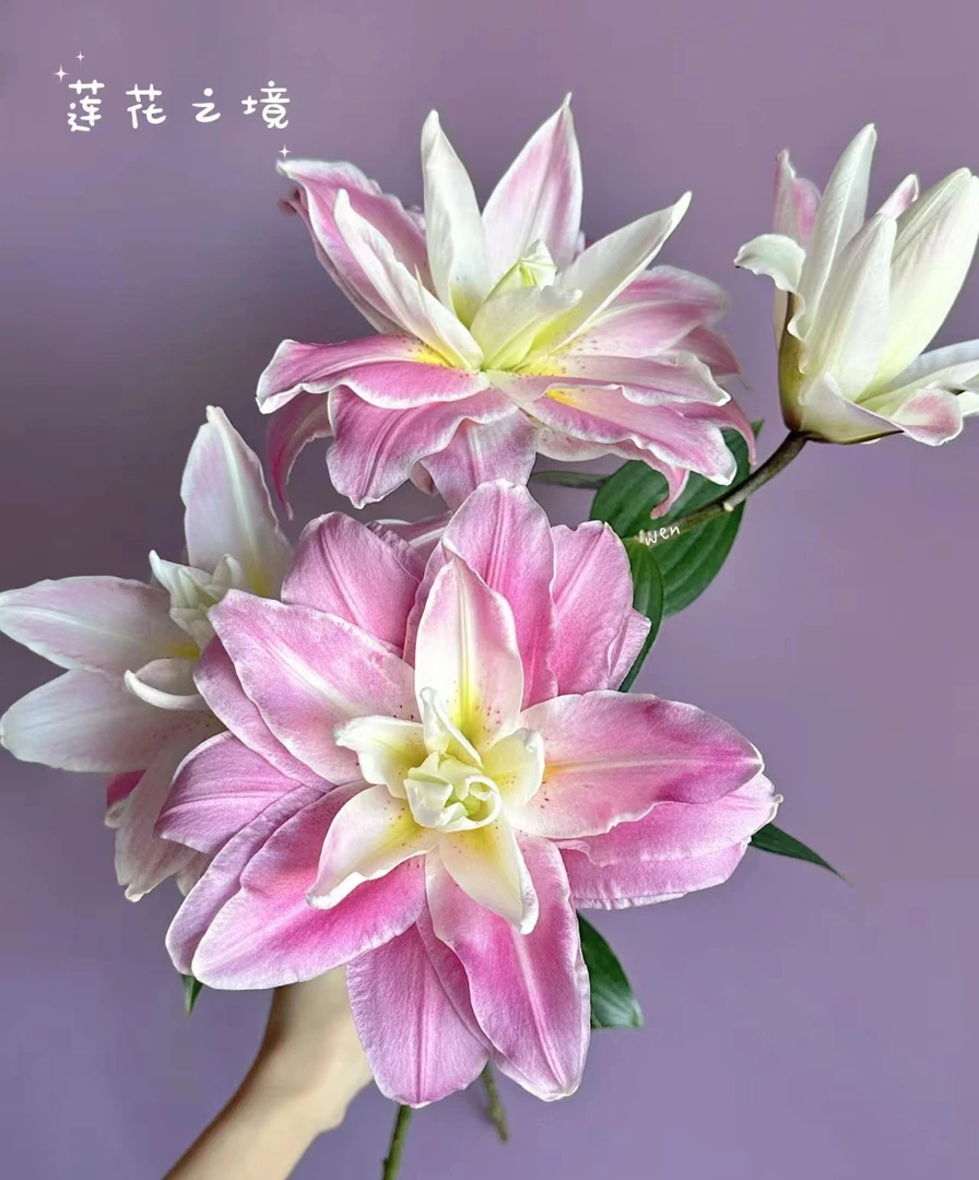 四季可种1颗 20/22【莲花之境】重瓣香水百合花球