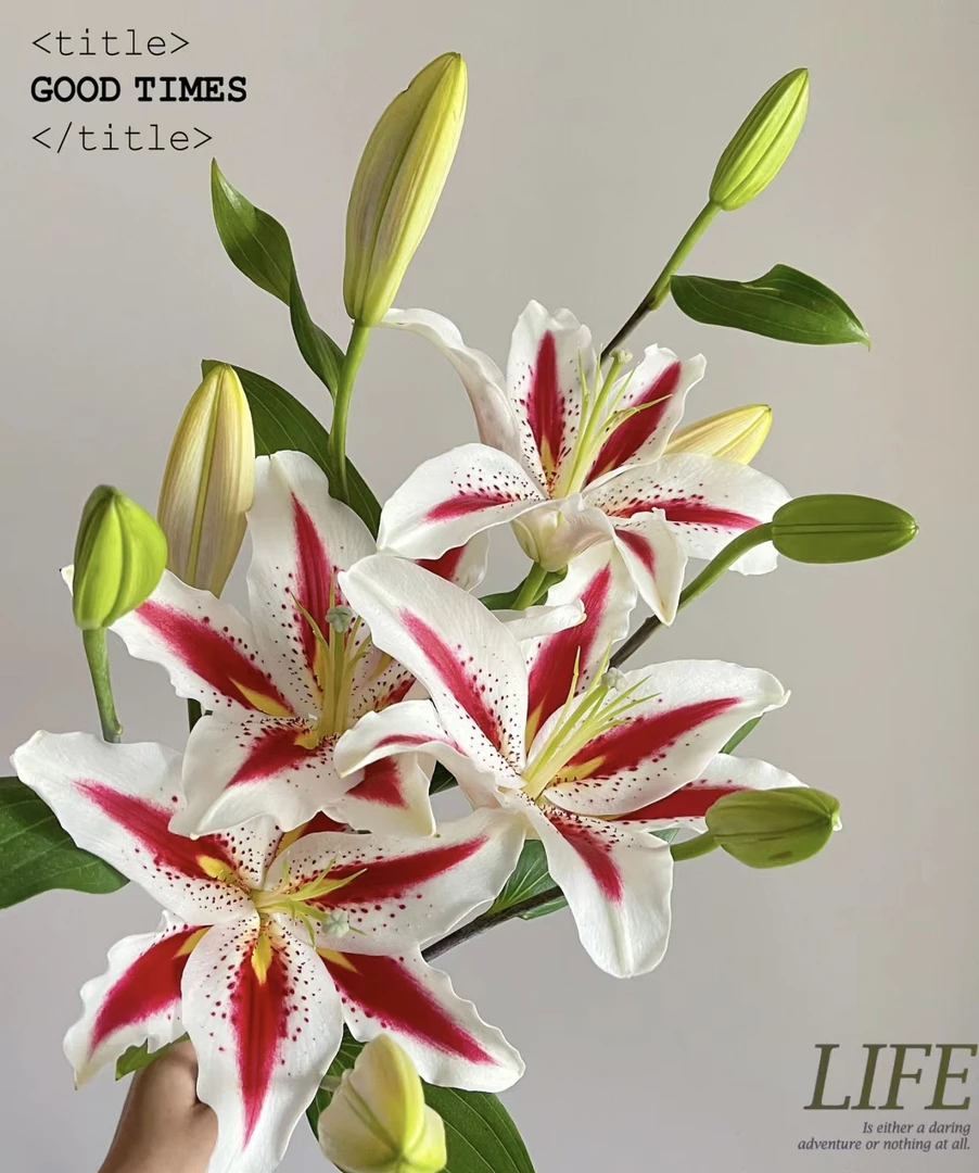 四季可种1颗 16/18【笑脸】进口香水百合花球