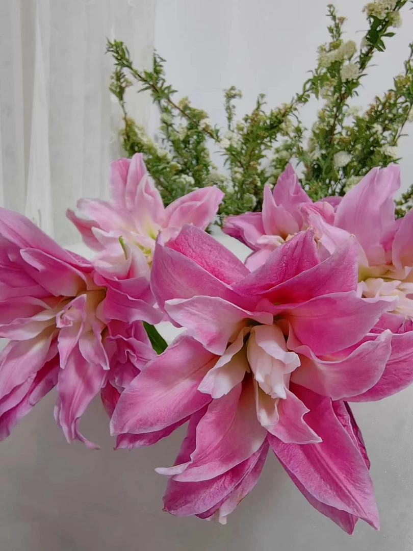 四季可种1颗 12/14【红丝带】重瓣香水百合花球