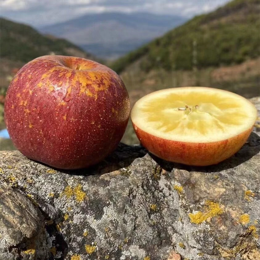 郭姐果业【坏果包赔】云南昭通丑苹果甜心精品5斤装现摘现发