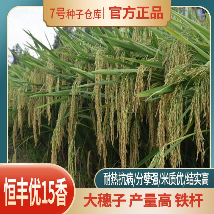 恒丰优15香国审一级透明度高产抗病香稻水稻种子