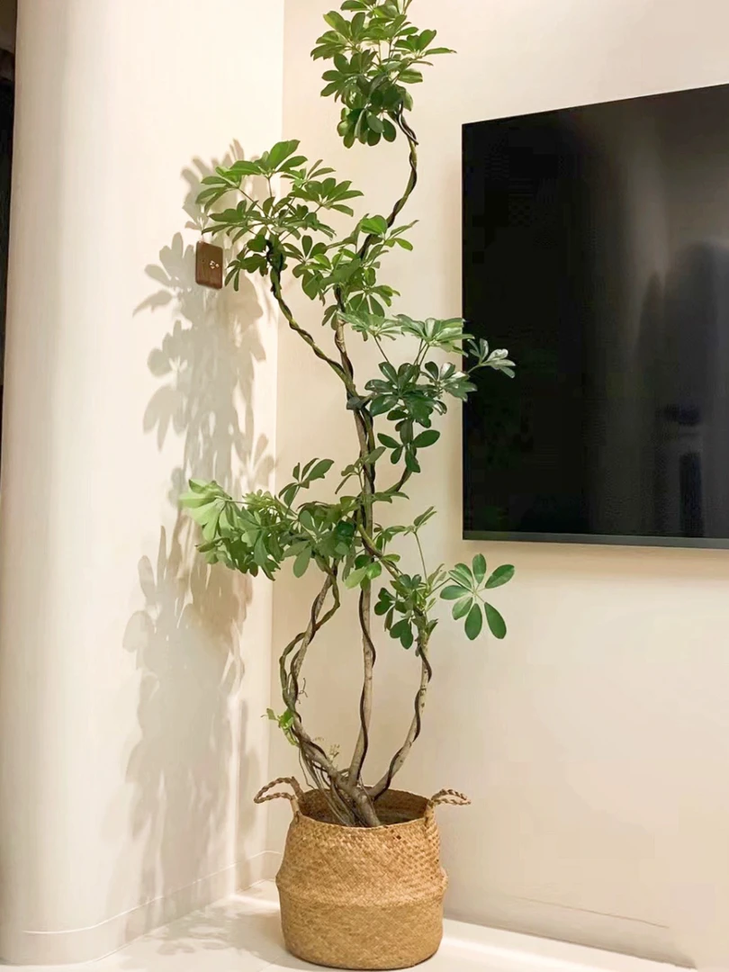 【炫】鸭脚木来财木绿植老桩四季常青好养庭院植物客厅落地室内