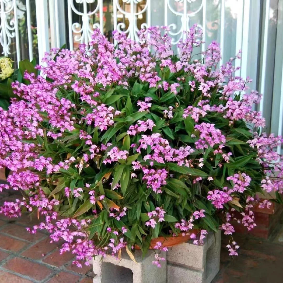 澳洲香水石斛七年苗