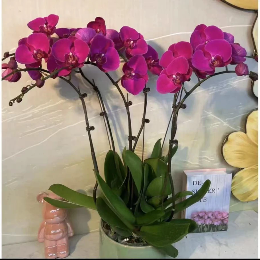 大辣椒蝴蝶兰杯苗