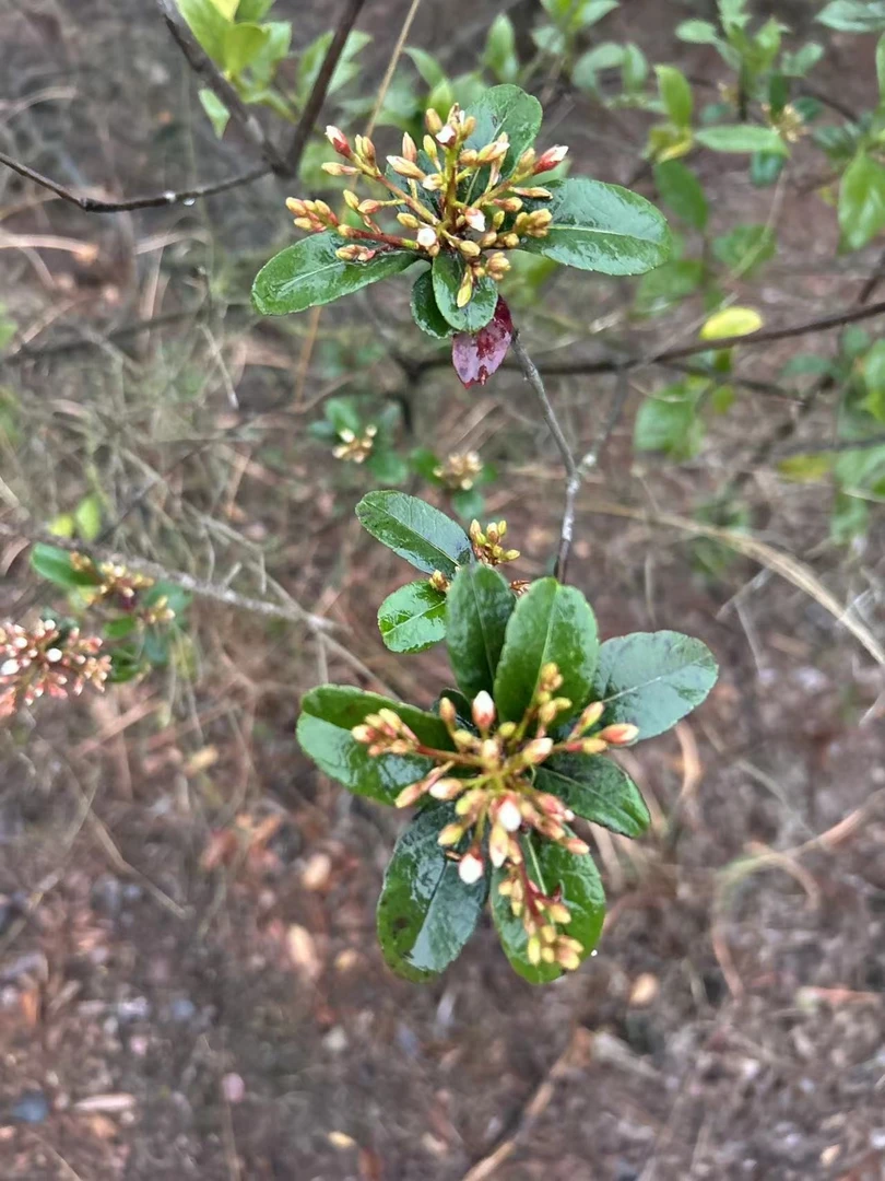 高山春花·栀子花·杜鹃映山红·石菖蒲·迎春樱花·山采一物一拍