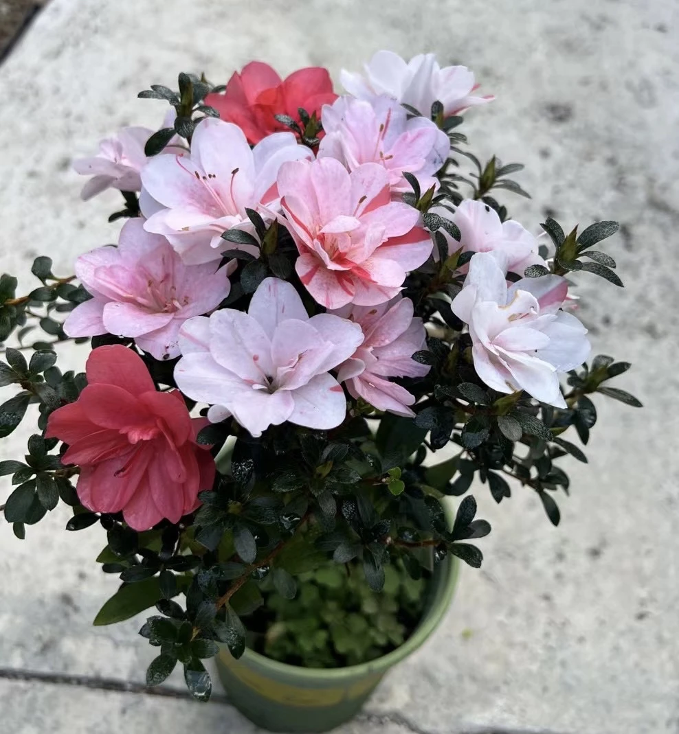 皋月杜鹃花苗 四季开花不断 五颜六色多色杜鹃盆栽小苗 自家种植