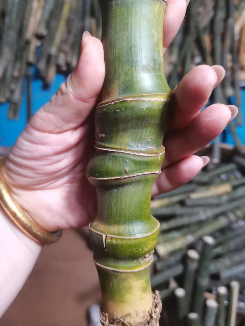 实心玉竹下山毛料
