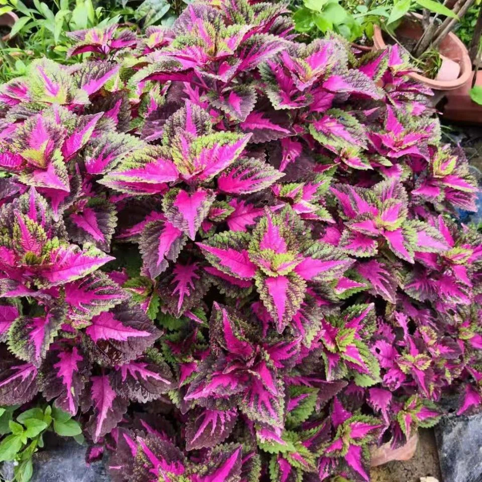 彩叶草种子魅力观叶花草观赏四季净化空气室内阳台花卉盆栽种孑