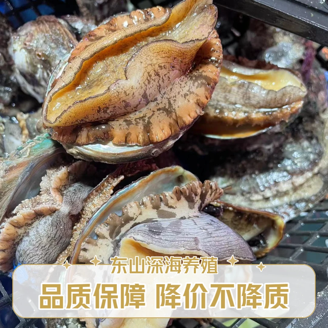 一斤装4-5头鲍鱼 东山岛深海特大黄金鲍当天速冻新鲜发货口感鲜嫩