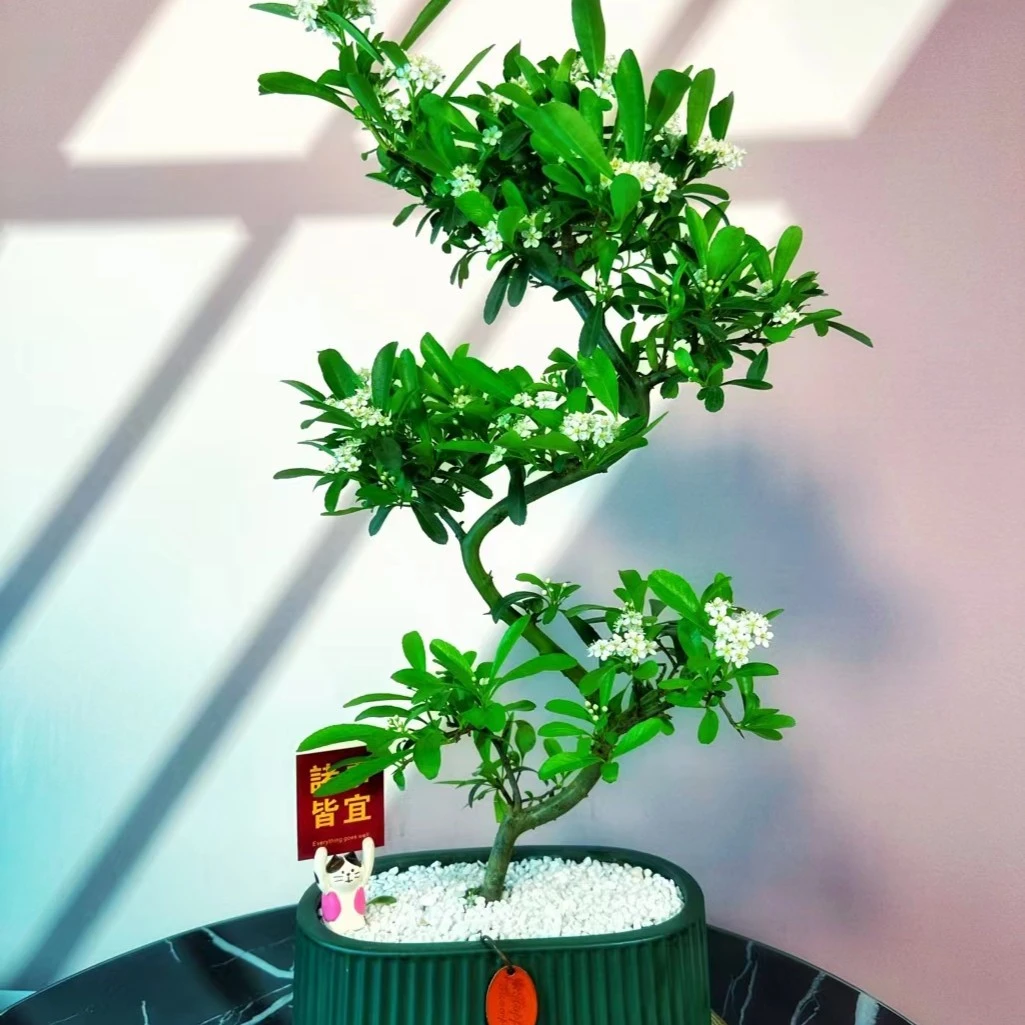 【火棘可结果吉祥果】造型盆景海棠花苗庭院地栽耐旱耐寒客厅