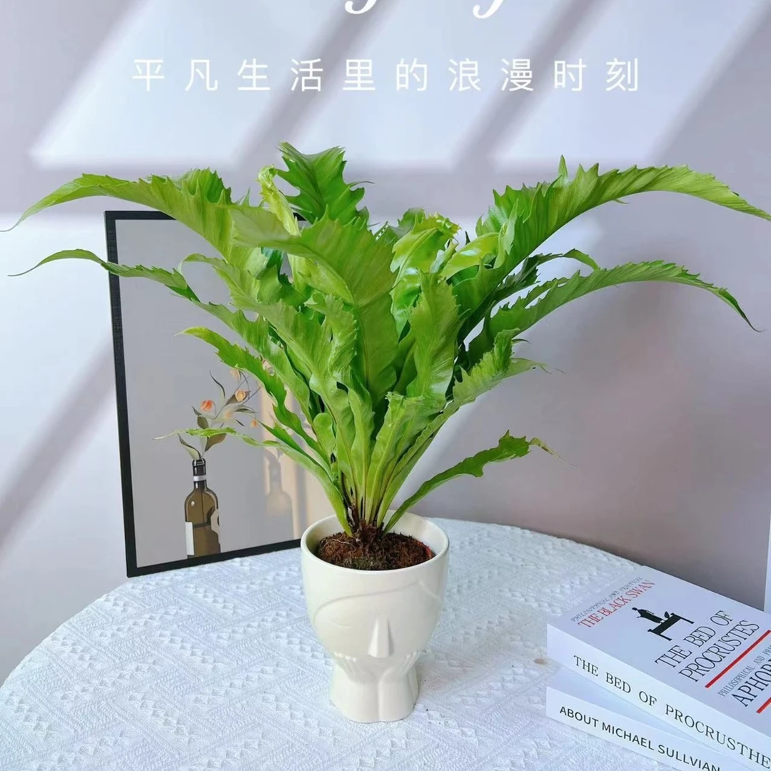 鸟巢蕨水培盆栽盆景室内阳台办公室耐阴蕨类植物好养花卉绿植