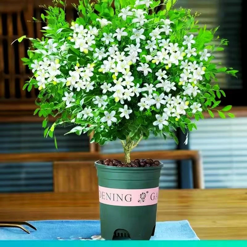 基地九里香盆栽浓香四季开花七里香驱蚊植物室内阳台绿植花卉盆景