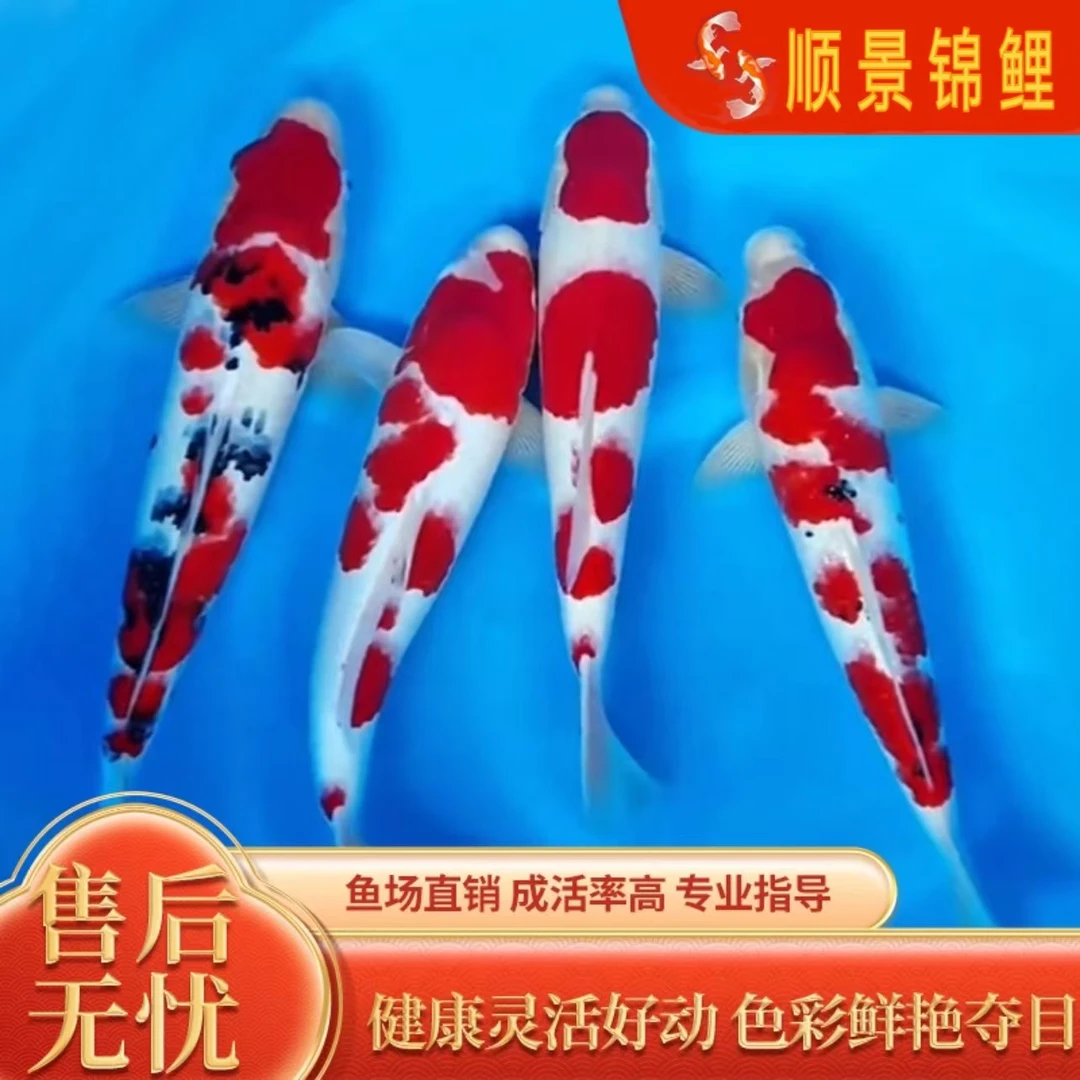 精品血统锦鲤，顺丰包邮包活（1）