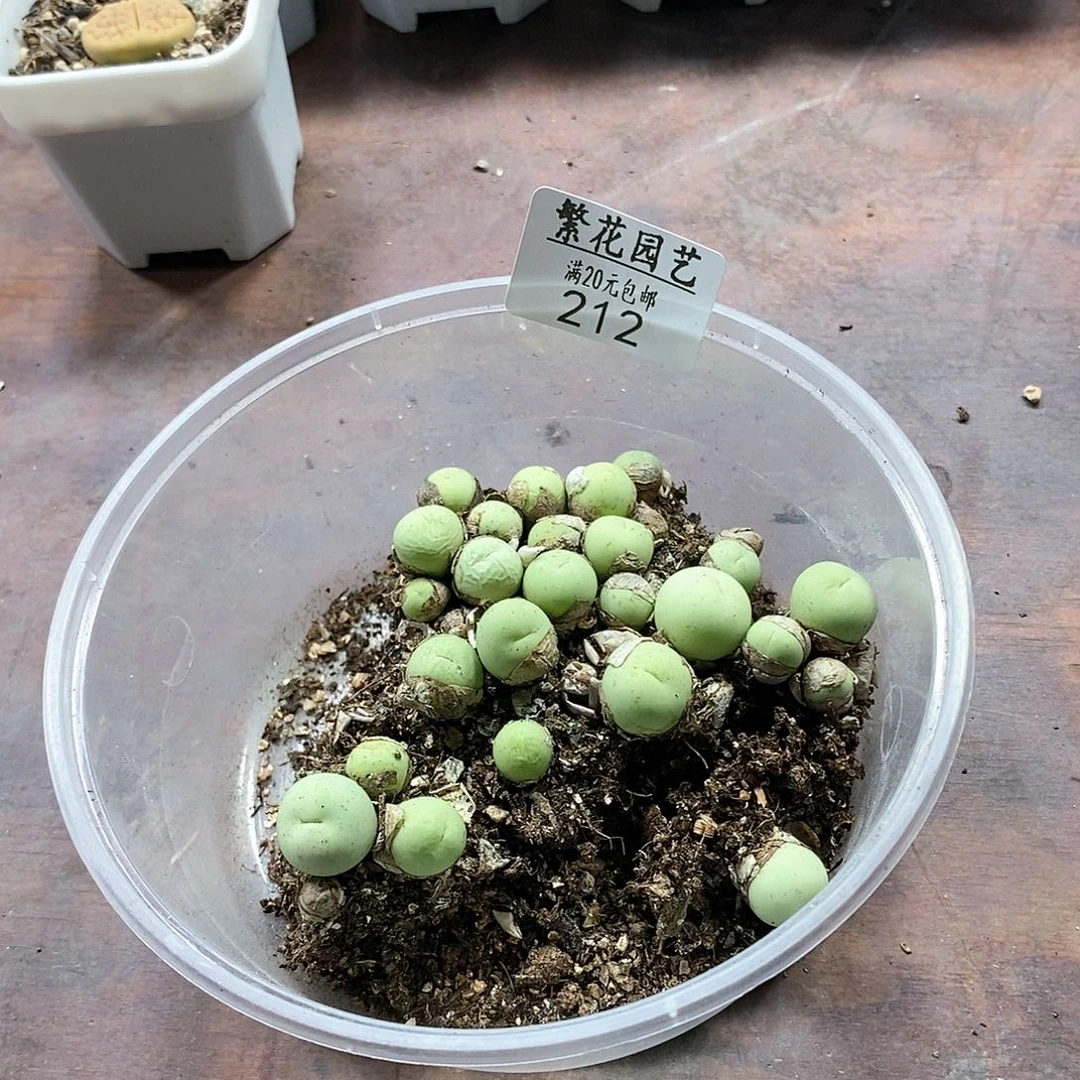 212、鸽子蛋、带盆土发货